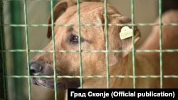 Архивска фотографија- Куче во кафез во стационар „Вардариште“
