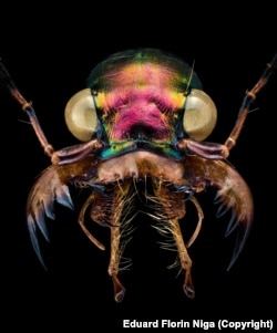 Trčuljak ima oštar vid kojim lovi plijen. On je jedan od najbržih sprintera u svijetu insekata i u suštini oslijepi pri najvećoj brzini.