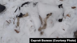 Труп бездомной собаки в Красноярске