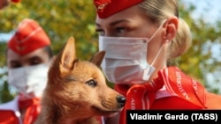 Psi otkrivaju korona virus na zračnim lukama