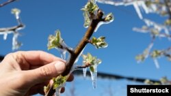 A fagyhatás csaknem 12 órán keresztül tartott, ebből 6-8 órán át a kritikus zónában volt a hőmérséklet.