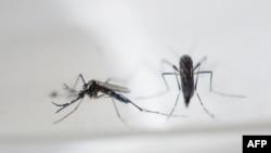 Vrsta komaraca Aedes Aegypti uzgojenih u laboratoriji (arhivska fotografija)