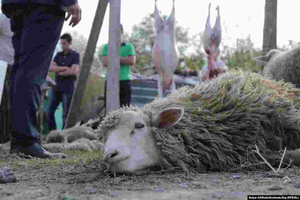Над жертвою будь-який пересічний мусульманин повинен вимовити: &laquo;Бісміллах, Аллах Акбар&raquo;, тобто &laquo;В ім&#39;я Аллаха, Аллах великий!&raquo; Перш ніж тварину заріжуть, його обов&#39;язково валять на землю головою у бік Мекки