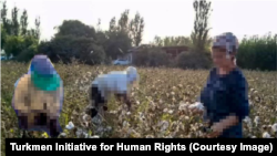 Türkmenistanyň gowaça meýdanlarynda pagta ýygýan býujet işgärleri (Arhiw suraty)