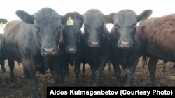 Быки на откормочной площадке