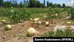 Арбузное поле в Кара-Сууйском районе. 