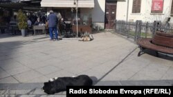 Улични кучиња во Битола.