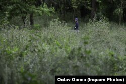 Parcul Tineretului a fost lăsat de izbeliște de autorități, iarba netăiată și buruienile l-au transformat într-o junglă. (mai 2021)