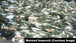 Uginule ribe u rijeci Bosni nizvodno od Zenice, 17. juli 2025. godine. 