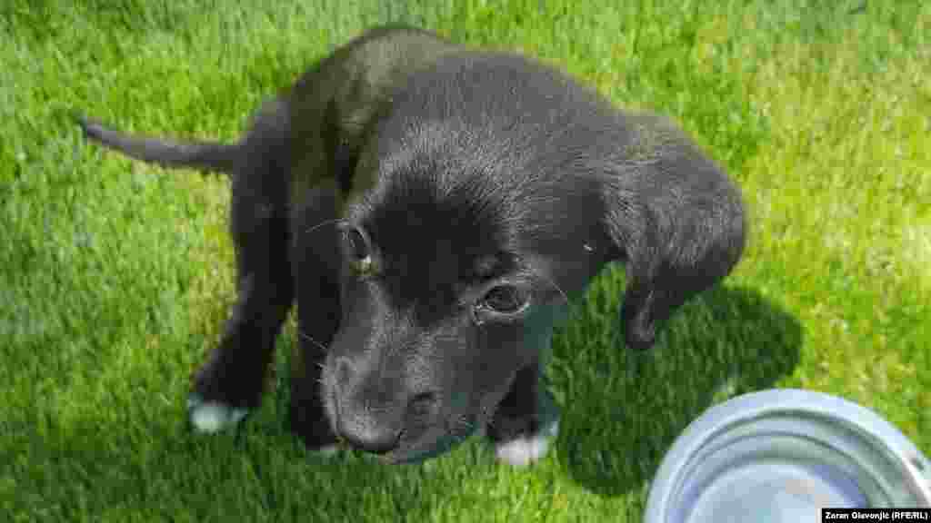 Organizacije za zaštitu životinja na usvajanje daju pse spašene sa ulica. 