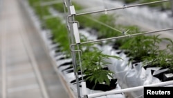 U udruženjima koja okupljaju pacijente koji se leče kanabisom navode da su se desetinama puta obraćali vlastima sa zahtevom da se legalizuje marihuana u medicinske svrhe i da je najveći problem hapšenje bolesnih.