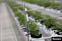 Biljke kanabisa rastu unutar fabrike Tilray u stakleničkoj tvornici u Cantanhedeu u Portugalu, 24. aprila 2019.