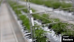 Uzgoj kanabisa u Portugalu, ilustrativna fotografija