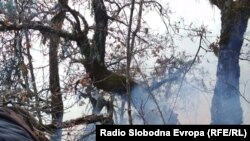 Пожарот пеплоса дел од шумата на Галичица