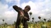 An Afghan boy extracts raw opium from poppy buds as the cultivation season of the banned crop started in Nangarhar in 2018.