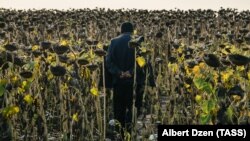 Un migrant din Uzbekistan într-un lan de floarea soarelui, în regiunea rusă Samara.