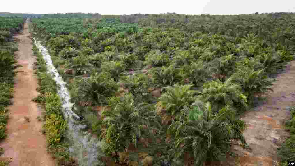 Trenutna kompanija nije prva koja pokušava pretvoriti indonežanska tresetišta u obradivo zemljište, iako lokalni ekolozi tvrde da su dosadašnji slučajevi već pokazali kako isušena i ispražnjena tresetišta lako postaju zapaljiva: vatra može tinjati ispod zemlje dugo vremena i u svakom trenutku ponovo buknuti. Upravo zbog toga je ranije vladinom uredbom uveden moratorij na nove koncesije nad tresetištima, kao i zabrana njihovog spaljivanja i isušivanja. Pravno gledano – ali praksa pokazuje drugačije. Na fotografiji plantaža palminog ulja u Bangsalu.