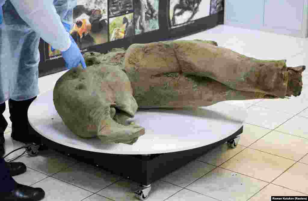 Hulumtuesit rusë duke prezantuar fosilin e një mamuthi bebe para&nbsp;gazetarëve në Jakutsk. Mamuthi besohet të jetë mbi 50.000 vjet i vjetër dhe u gjet në akullnajat siberiane.