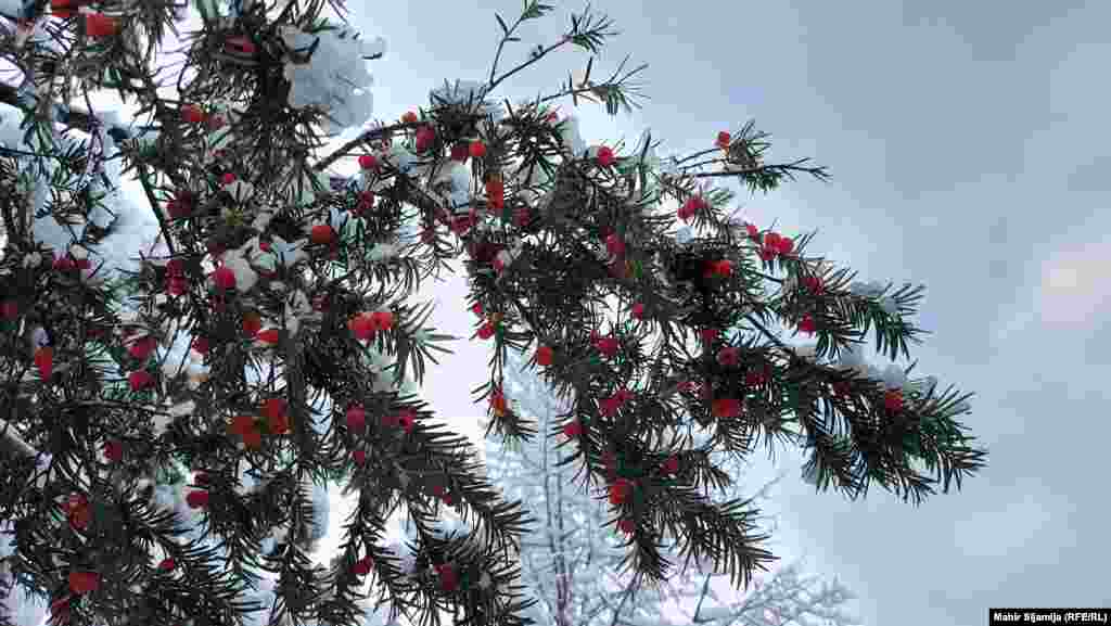 Od ranih jutarnjih sati nakon što je izvršena zaštita stabala, radi se intenzivno na ručnom i mašinskom čišćenju snijega sa parkovskih staza, prolaza, stepeništa, platoa koji prolaze ili se nalaze u sklopu zelenih površina u nadležnosti tog poduzeća, kazali su iz poduzeća Park.