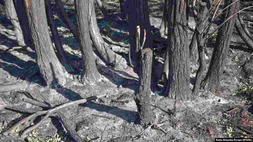 Posljedice požara na obali Prespe u Dnjem Perovu i Ezeranima.