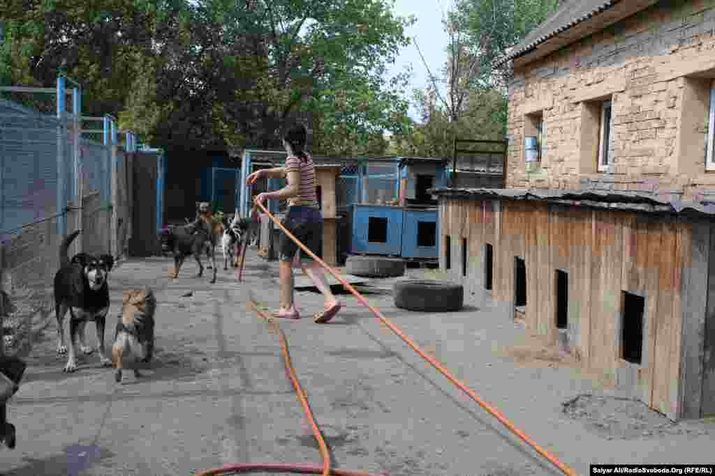 Співробітниця притулку протягує шланг з холодною водою до вольєрів