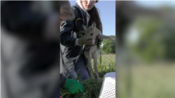 Cum sunt salvați puii de căprioară în Cehia