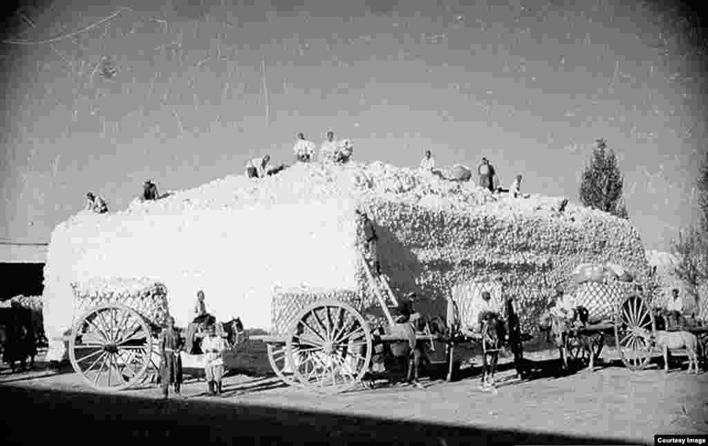 Жетва на памук во 1930-тите.На фотографиите на Пенсон не се гледаат репресиите врз оние што се спротивставуваа на преобликувањето на Централна Азија од страна на Кремљ. Стотици дисиденти Узбеци биле погубени или починале во затвор под советска власт.