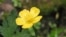 Лютик. (Ranunculus repens) <a href = "http://en.wikipedia.org/wiki/Image:Creeping_butercup_close_800.jpg" target=_blank>Wikipedia. GNU Free Documentation</a>.