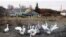 Geese in Tula