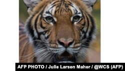 Тигрицата во зоолошката градина Бронкс, Њујорк