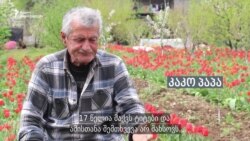 კაკო პაპას ტიტები წელს ძლიერმა მზემ მთლიანად გაანადგურა