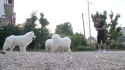 Šampioni svoje pasmine