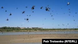 Река Сырдарья в городе Кызылорде. 2 июля 2024 года