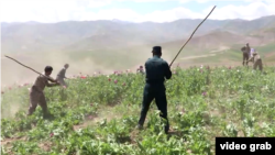 Afganisztánban tisztségviselők a földdel tesznek egyenlővé egy mákültetvényt, 2021. június 8.