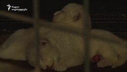 შუმბას და-ძმა ჰყავს!