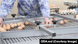La data de 8 octombrie 2024, primul producător de ouă de consum (categoria A), din R. Moldova, a fost listat cu dreptul de a-și exporta produsul pe piața UE.