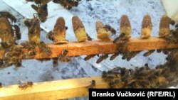 Na tržištu Srbije sve je manje kvalitetnog meda, a sve više proizvoda sumnjivog porekla i još sumnjivijeg kvaliteta