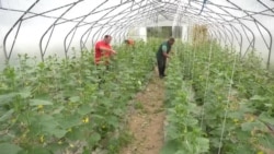 Vrijedne porodične ruke