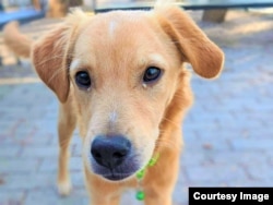 ავგუსტი თვალებიდან გამონადენით