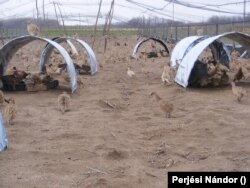 Előnevelt fácánok Kecelen