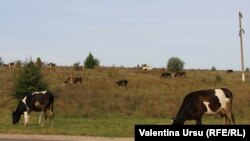 Cireadă de vaci la Ocnița