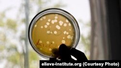 გ. ელიავას სახელობის ბაქტერიოფაგიის, მიკრობიოლოგიისა და ვირუსოლოგიის ინსტიტუტი