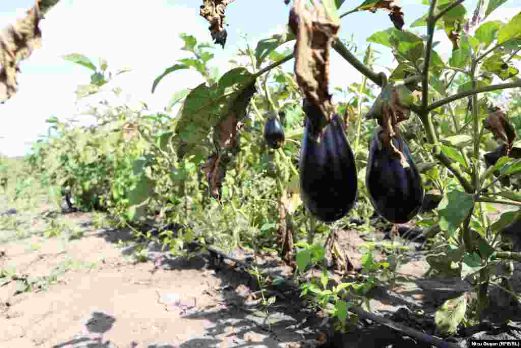 Recoltă bogată de vinete la Hlinoaia