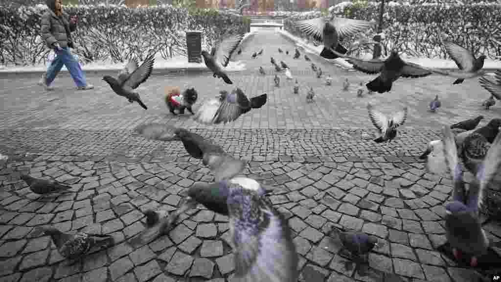 Žena šeta svog psa među golubovima u moskovskom Baumanovom vrtu.