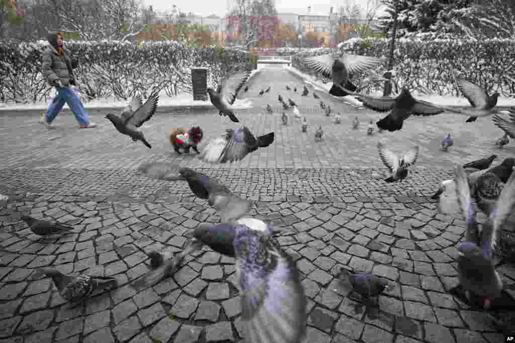 Женщина выгуливает свою собаку среди голубей в саду имени Баумана в Москве 7 апреля. AP Photo/Pavel Bednyakov