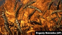 Câmp cu grâu arzând după un bombardament rusesc la câțiva kilometri de granița ruso-ucraineană din regiunea Harkov, 29 iulie 2022.