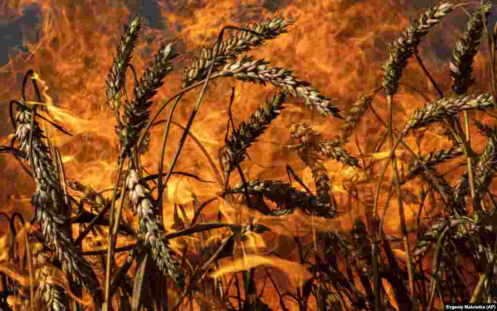 Селскостопанският сектор на Украйна, ключова част от нейната икономика, също е засегнат. Пожарите нанесоха щети на реколтата, убиха добитъка, изгориха хиляди хектари гори и попречиха на фермерите да завършат прибирането на реколтата, каза Сергей Зибцев, професор по горско стопанство в украинския Национален университет по природни науки и науки за околната среда. &bdquo;Пожарите са толкова големи&ldquo;, каза той, добавяйки, че фермерите &bdquo;загубиха всичко, което събираха за зимата&ldquo;.