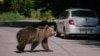 (FILES) A bear waits for passing cars that might provide food, on September 29, 2023, on a road in Covasna, Romania.