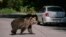 (FILES) A bear waits for passing cars that might provide food, on September 29, 2023, on a road in Covasna, Romania.
