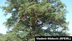 Hrast star šest vekova